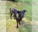 Small #1 Labrador Retriever Mix