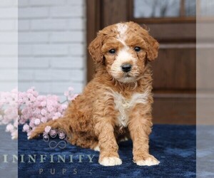 Goldendoodle (Miniature) Puppy for sale in NARVON, PA, USA