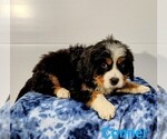 Puppy 1 Bernese Mountain Dog-Cavalier King Charles Spaniel Mix
