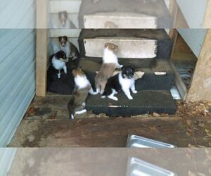 Collie Puppy for sale in BYRAM, MS, USA