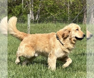 Father of the Golden Retriever puppies born on 09/02/2026