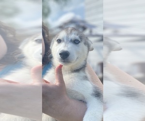 Siberian Husky Puppy for sale in BARTLETT, NY, USA