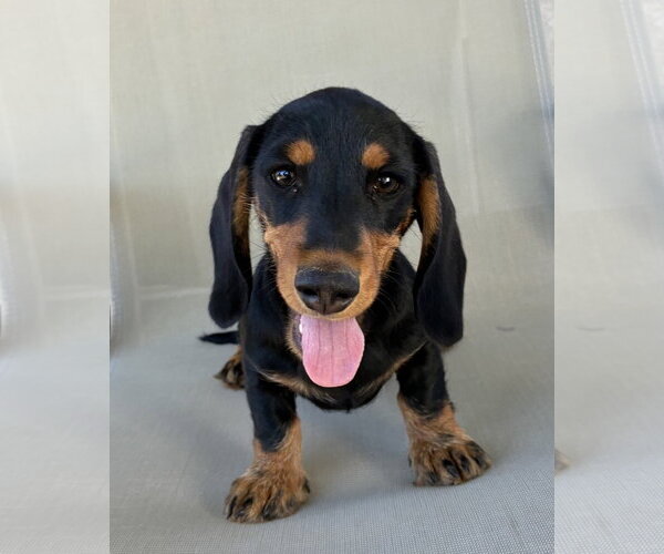 Medium Photo #1 Dachshund Puppy For Sale in Hesperia, CA, USA