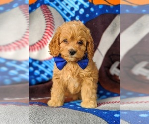 Cock-A-Poo Puppy for sale in NOTTINGHAM, PA, USA
