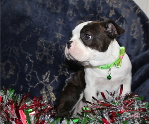 Boston Terrier Puppy for sale in BROOKSVILLE, FL, USA