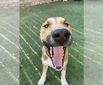 Small #14 Anatolian Shepherd Mix