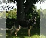 Small Photo #1 German Shepherd Dog Puppy For Sale in LAKEVILLE, OH, USA