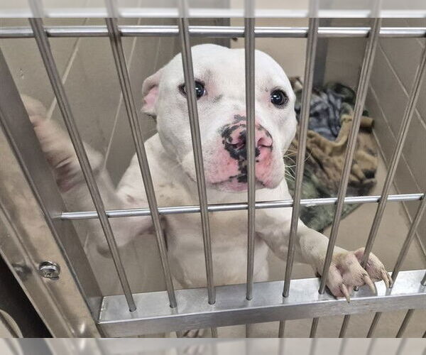 Medium Photo #1 Mutt Puppy For Sale in Decatur, IL, USA