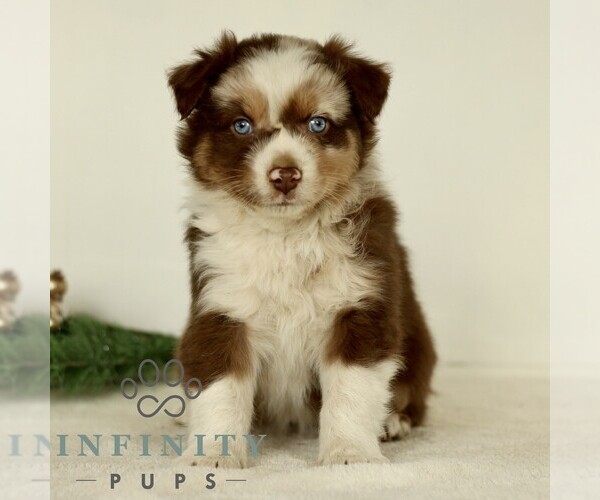 Medium Photo #1 Australian Shepherd Puppy For Sale in LANCASTER, PA, USA