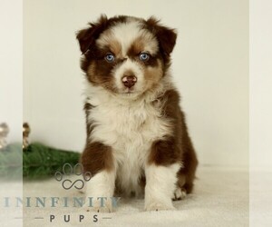 Australian Shepherd Puppy for sale in LANCASTER, PA, USA