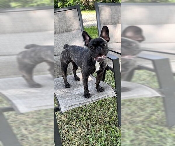 Medium Photo #9 French Bulldog Puppy For Sale in Weston, FL, USA