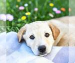 Small #1 Labrador Retriever Mix