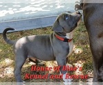 Small #1 American Pit Bull Terrier