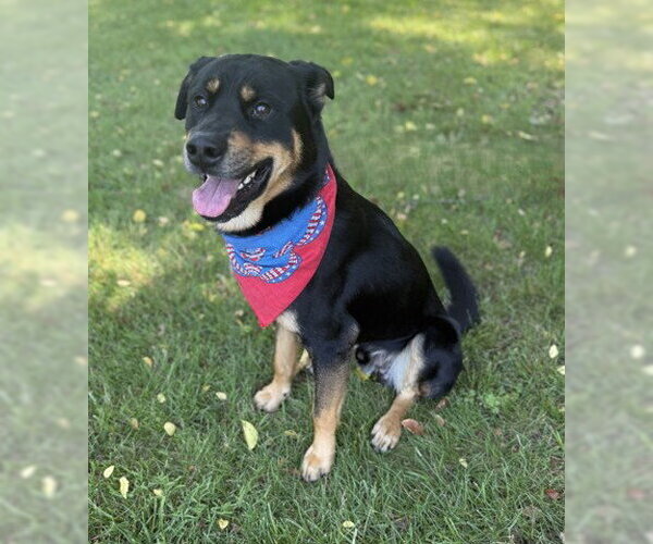 Medium Photo #1 Rottweiler-Unknown Mix Puppy For Sale in Warrenton, VA, USA
