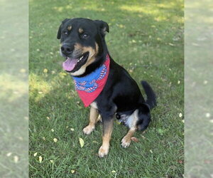 Rottweiler-Unknown Mix Dogs for adoption in Warrenton, VA, USA
