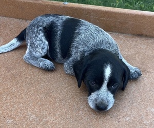 Medium Mutt Mix