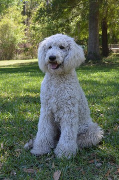 Medium Photo #1 Poodle (Standard) Puppy For Sale in LIVE OAK, FL, USA