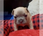 Small Photo #46 French Bulldog Puppy For Sale in WEXFORD, PA, USA