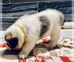 Small Photo #12 Great Pyrenees Puppy For Sale in SCIO, OH, USA