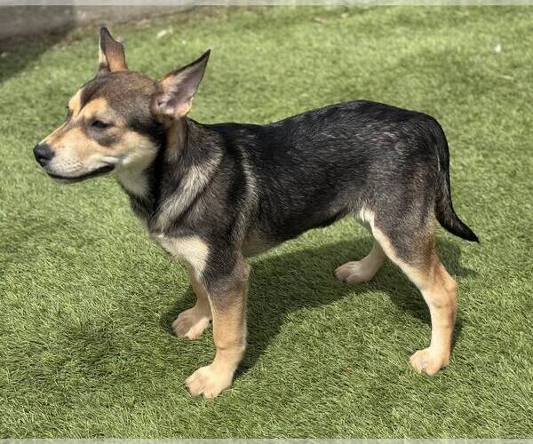 Medium Photo #2 Mutt Puppy For Sale in La Verne, CA, USA