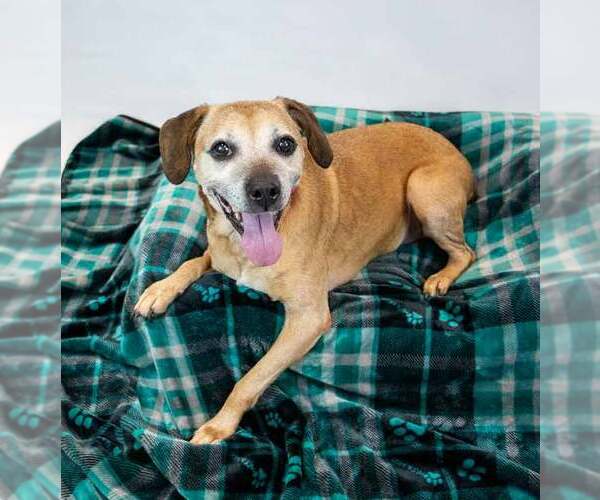 Medium Photo #4 Labbe Puppy For Sale in Kennesaw, GA, USA