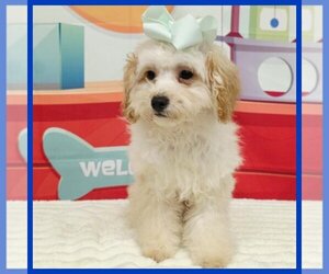 Maltipoo (Miniature) Puppy for sale in TAYLOR, TX, USA