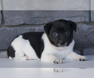 Jack Russell Terrier-Unknown Mix Puppy for sale in FREDERICKSBG, OH, USA