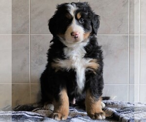 Bernese Mountain Dog Puppy for sale in FREDERICKSBG, OH, USA