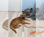 Small #9 Labrador Retriever Mix