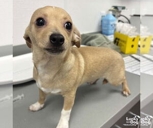 Chihuahua-Unknown Mix Dogs for adoption in Washington, DC, USA