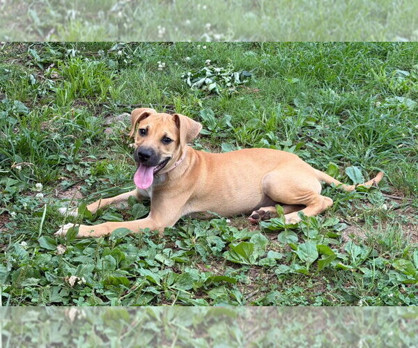 Medium Photo #5 Mastador Puppy For Sale in Claremore, OK, USA