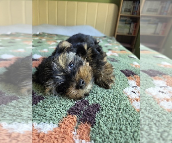 Medium Photo #38 Yorkshire Terrier Puppy For Sale in RHOADESVILLE, VA, USA