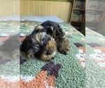 Small Photo #38 Yorkshire Terrier Puppy For Sale in RHOADESVILLE, VA, USA