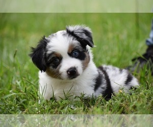 Miniature Australian Shepherd Puppy for sale in PALM COAST, FL, USA