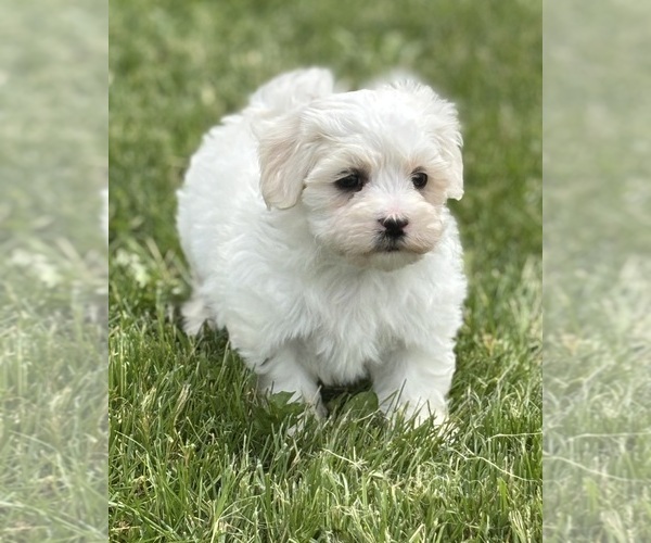 Medium Photo #8 Maltese Puppy For Sale in ROCK STREAM, NY, USA