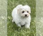 Small #7 Maltese