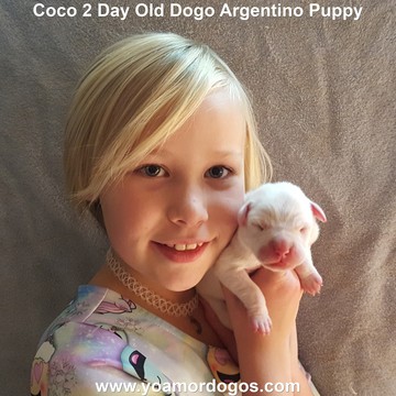 Medium Photo #3 Dogo Argentino Puppy For Sale in JANE, MO, USA