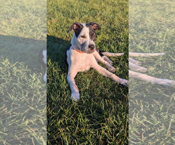 Medium Photo #3 American Pit Bull Terrier-Unknown Mix Puppy For Sale in Germantown, OH, USA