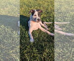 Small #2 American Pit Bull Terrier Mix