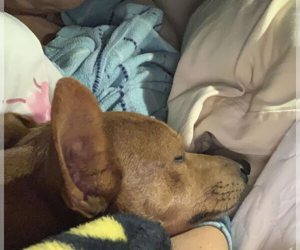 Medium Photo #18 Rat-Cha Puppy For Sale in Wakefield, RI, USA