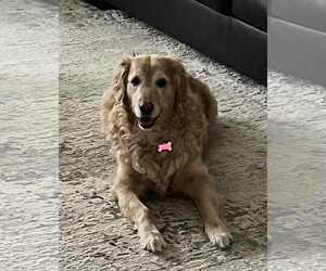 Golden Retriever Dogs for adoption in Des Moines, IA, USA