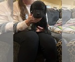 Small Photo #7 Cane Corso Puppy For Sale in ATASCOCITA, TX, USA