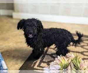 Goldendoodle (Miniature) Puppy for sale in KIRKWOOD, PA, USA