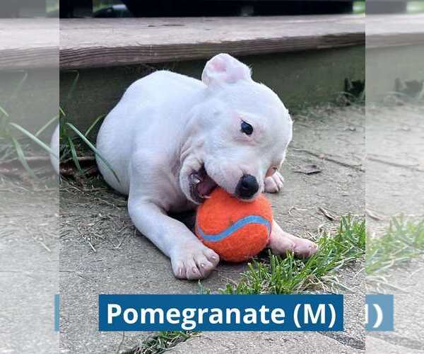 Medium Photo #5 Staffordshire Bull Terrier-Unknown Mix Puppy For Sale in pomfret, CT, USA