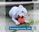 Small #4 Staffordshire Bull Terrier Mix