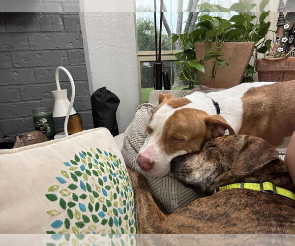Medium Photo #5 American Pit Bull Terrier-Unknown Mix Puppy For Sale in Rowlett, TX, USA