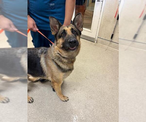 Medium Photo #1 German Shepherd Dog Puppy For Sale in Riverside, CA, USA