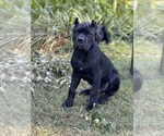 Puppy Black Collar Cane Corso