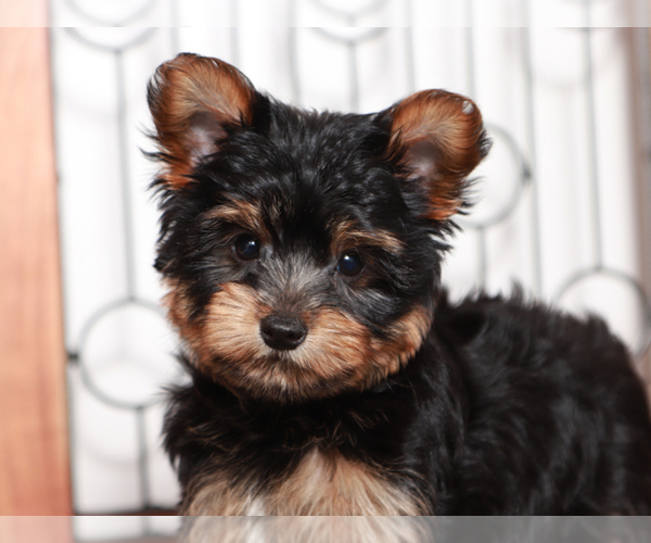 Medium Photo #2 Yorkshire Terrier Puppy For Sale in NAPLES, FL, USA