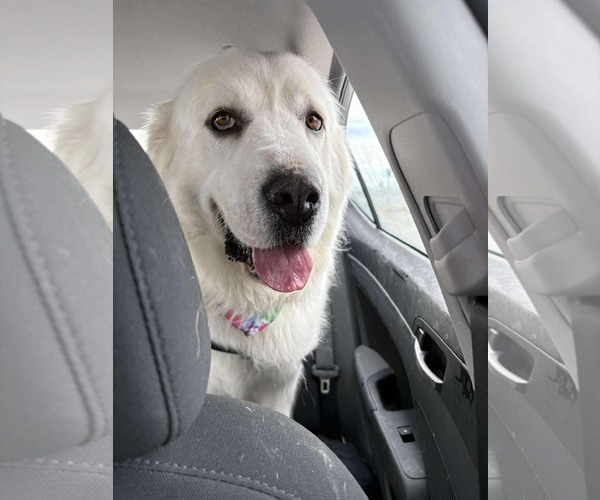 Medium Photo #4 Great Pyrenees Puppy For Sale in Bountiful, UT, USA